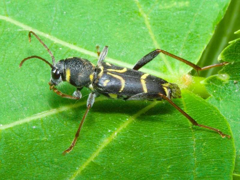 Xylotrechus antilope (Schonherr, 1817)